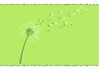 flying dandelion seeds