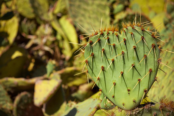 Herzf&ouml;rmiger Kaktus