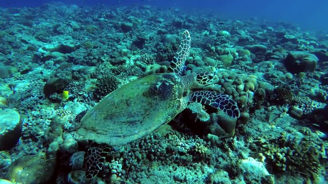 Sea turtle swims over top reef - Indian Ocean, Maldives 
