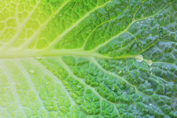 water drops on cabbage