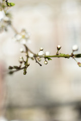 Blossom cherry flowers