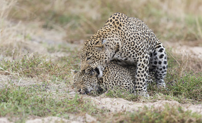 Male leopard biting a female while mating on short grass in nature