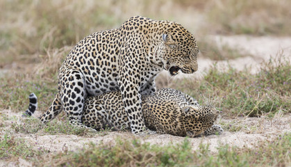 Fototapeta na wymiar Male and female leopard mating on grass in nature