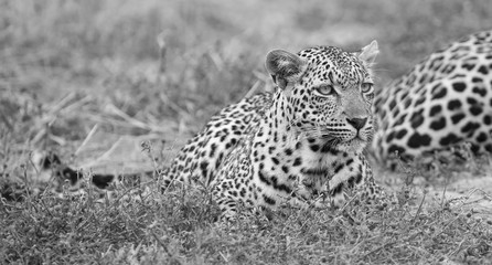 Fototapeta na wymiar Male and female leopard rest after mating in nature artistic conversion