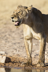 Large lioness standing up after drinking water from a small pool in Kalahari