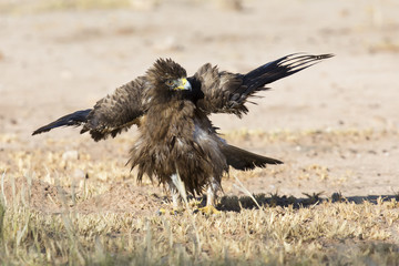 Wet Booted Eagle sit on the ground to dry out after a bath before take off again
