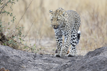 Fototapeta na wymiar Lone leopard walking and hunting during daytime
