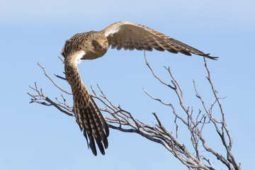Beautiful greater kestrel taking off from a dead tree in Kalahari