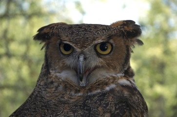 Great Horned Owl