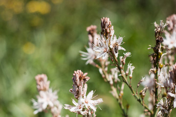 spring blooming flowers background