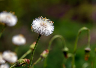 Fluffy white flowers mother and stepmother in spring, background, soft focus, blur, moire, forest.
