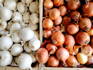 Weiße und braune Zwiebeln in Schütte auf Marktstand, von oben