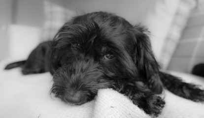 Cute Dog BW