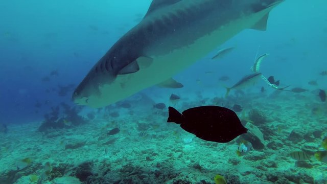 Tiger Shark picks up the remains of tuna and other fishery wastes thrown into the ocean

