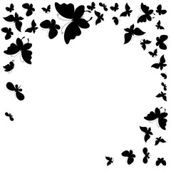 black butterfly, isolated on a white