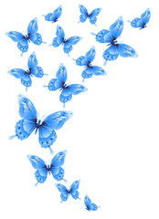 Obraz na płótnie Canvas beautiful blue butterflies, isolated on a white