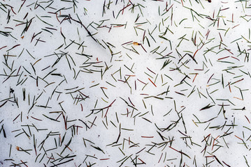 background - fallen yellow and green fir needles on spring snow