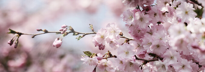 blüten frühling sonne himmel banner