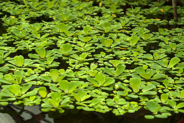 water cabbage (Pistia stratiotes, water lettuce, Nile cabbage, or shellflower) floats on the surface of the pond