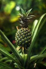 Obraz premium green unripe pineapple grows on its parent plant in the conservatory