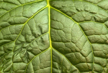 green natural background, texture - a wide leaf surface of a tropical plant