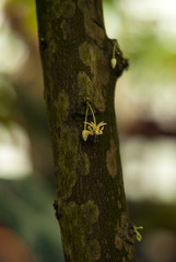 tiny cacao tree (cocoa tree) flowers growing right on the trunk, closeup