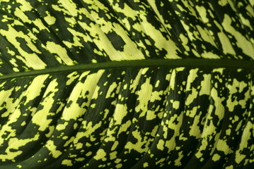 green natural background, texture - a wide spotted leaf surface of a tropical plant Dieffenbachia (dumb cane or mother-in-law's tongue)..
