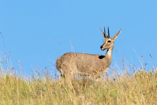 One standing grey rhebok in the Mountain Zebra National Park near Cradock in South Africa. It is standing in long grass but its profile is etched against a clear blue sky