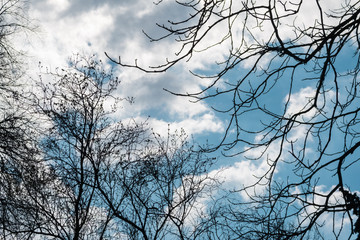 Naked branches of trees against the beautiful spring sky