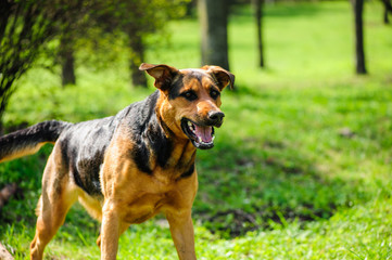 Portrait of a beautifull dog over green blurred background