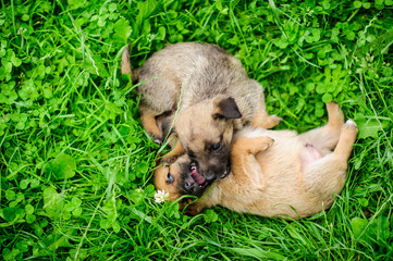 portrait of a small puppy