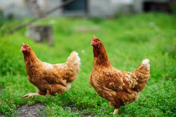 a hen on a green blurred background