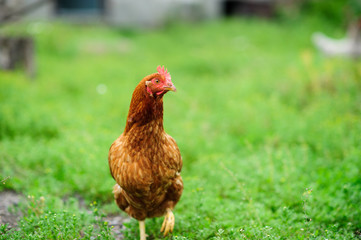 a hen on a green blurred background