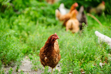 a hen on a green blurred background