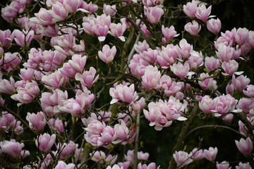 Blüte von Magnolia soulangiana