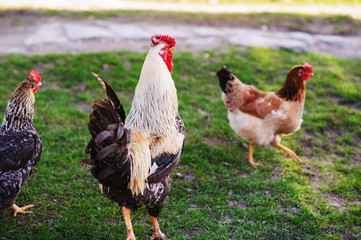a hen on a ground with green grass