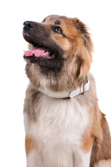 studio portrait of the dog on a white background