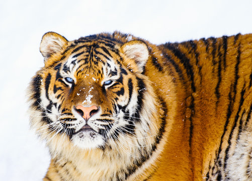 siberian tiger on snow