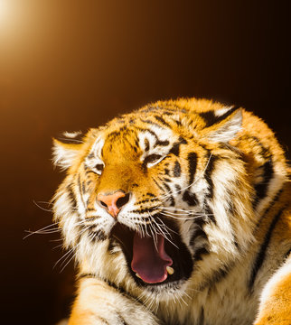 siberian tiger on on stones