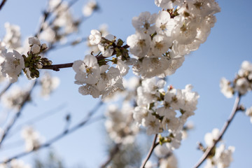 spring blooming flowers background