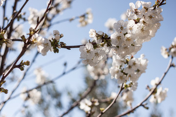 spring blooming flowers background