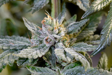 Snowman Cannabis Bud 02