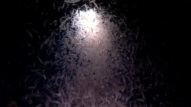 mass of krill in the beam of a lantern at night
