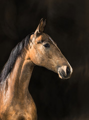 Fototapeta na wymiar Portrait of the gold Akhal-Teke horse on dark background