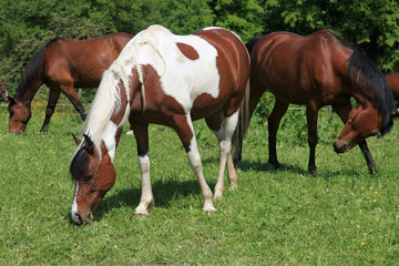 Drei Pferde grasen auf der Weide
