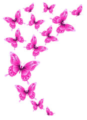 Fototapeta na wymiar beautiful pink butterflies, isolated on a white