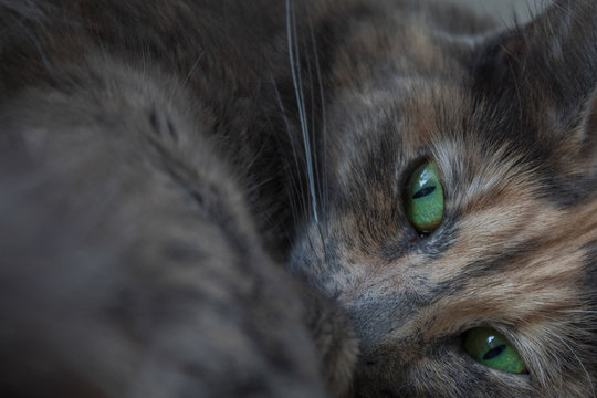 Beautiful resting  grey cat with green eyes 