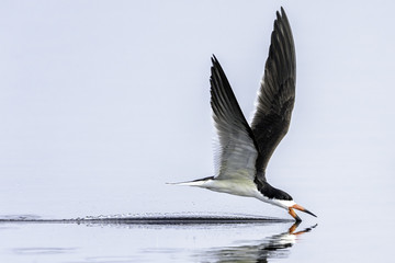 Black Skimmer Skimming