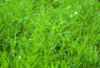 green grass