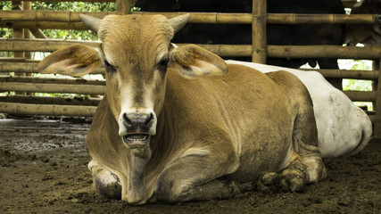 vacas